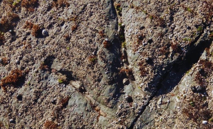 Researchers Found 24 Tracks in a Polar Region, Revealing How Dinosaurs Rocked a Frozen World 128 Million Years Ago