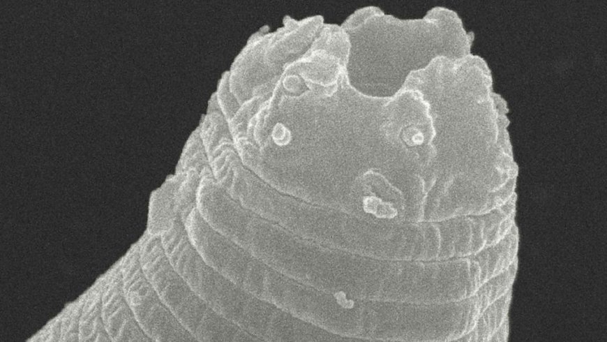 A frozen worm buried for more than 46,000 years in Siberian permafrost awakens in a laboratory and baffles scientists: it has survived more than half a million times its natural life expectancy
