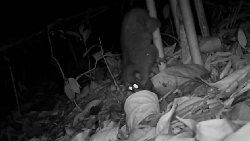 Hidden cameras in Virachey National Park record 42 rare species, surprising even conservationists