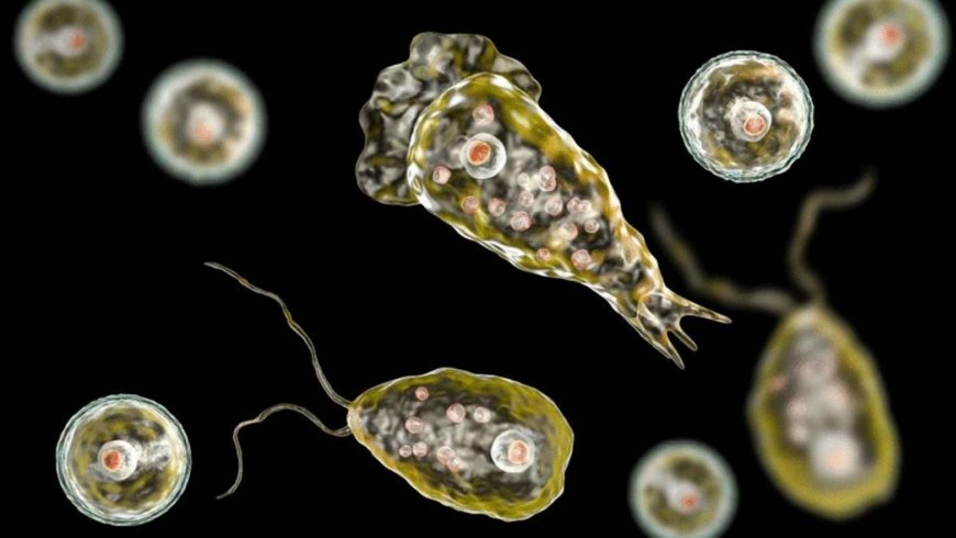 The famous “brain-eating amoeba” is not the only one; the new fear is a whole group of microbes that live in water and soil and are already gaining ground with climate change
