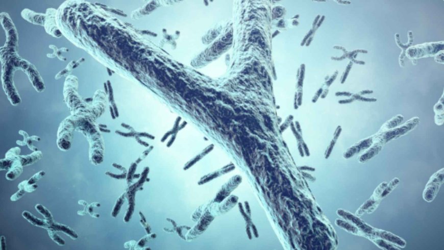 What seemed like an insignificant genetic detail could explain why some older men develop more cardiovascular diseases