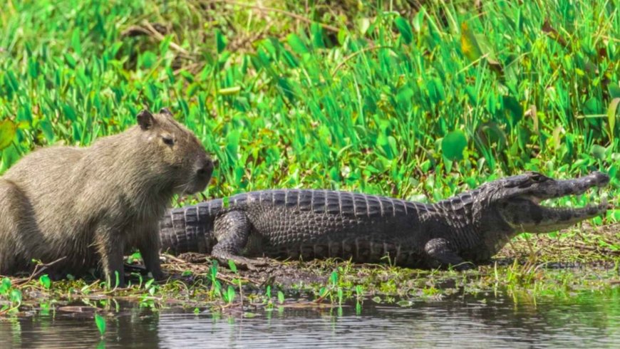 They have shared rivers for decades, and no one understands why alligators do not attack capybaras. Now scientists believe they have the answer