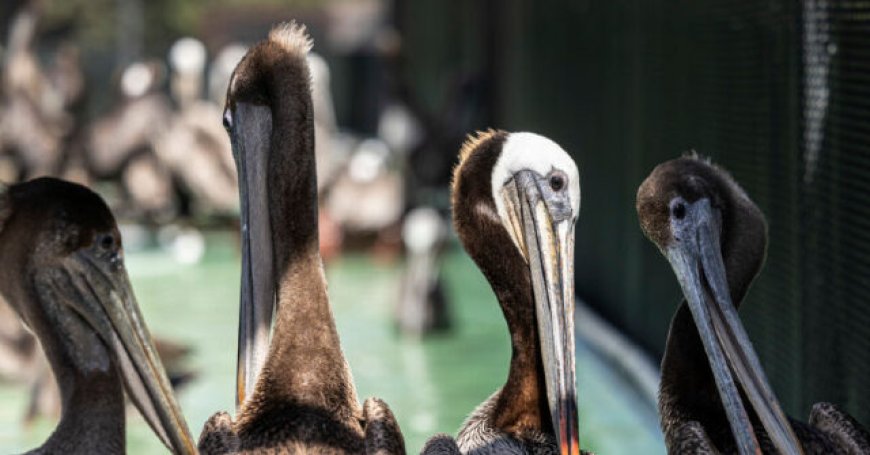 WATCH: Large Pelican Becomes Ensnared in Infield Net, Delays College Baseball Game