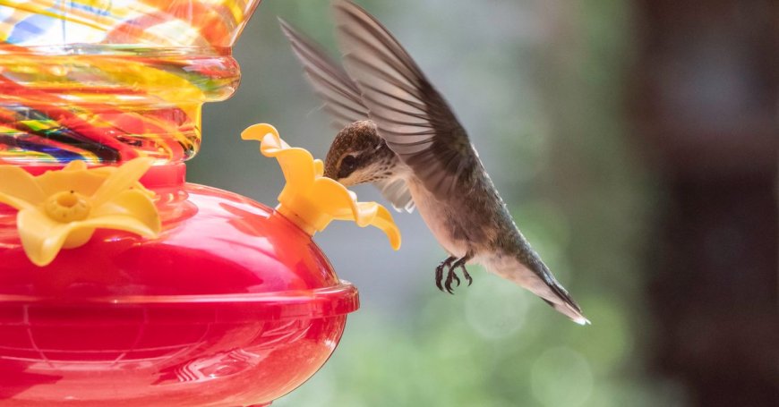 It’s Peak Season for Bird-Watchers to Spot Migratory Hummingbirds, and Our Favorite Feeder Is on Sale