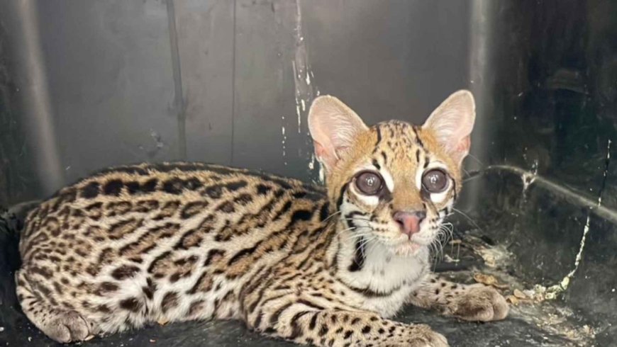 He saw it lying on the side of the road, picked it up, fed it, and kept it safe during the trip: that’s how the rescue of the Leopardus pardalis ocelot in Fusagasugá began