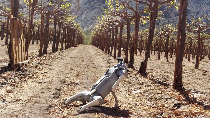 The “robot dog” that already works in orchards: it monitors crops, learns routes, and provides real-time data using artificial intelligence