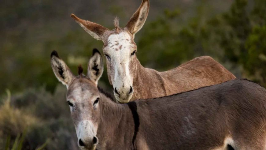 Australia is culling thousands of donkeys so that dogs can save farms and water