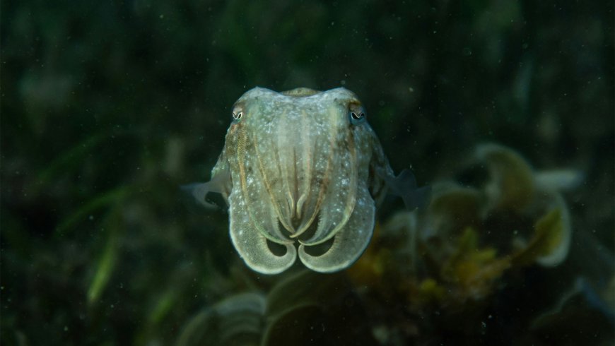 Scientists dive into the Pacific coast searching for minerals and end up discovering more than 100 new living species including a deep-sea squid that buries itself upside-down