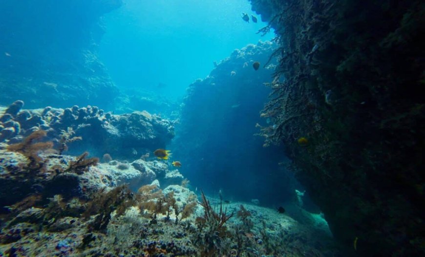 This 20-Arm Creature Was Hiding in Antarctica’s Ocean for Centuries, Now It’s Finally Revealed