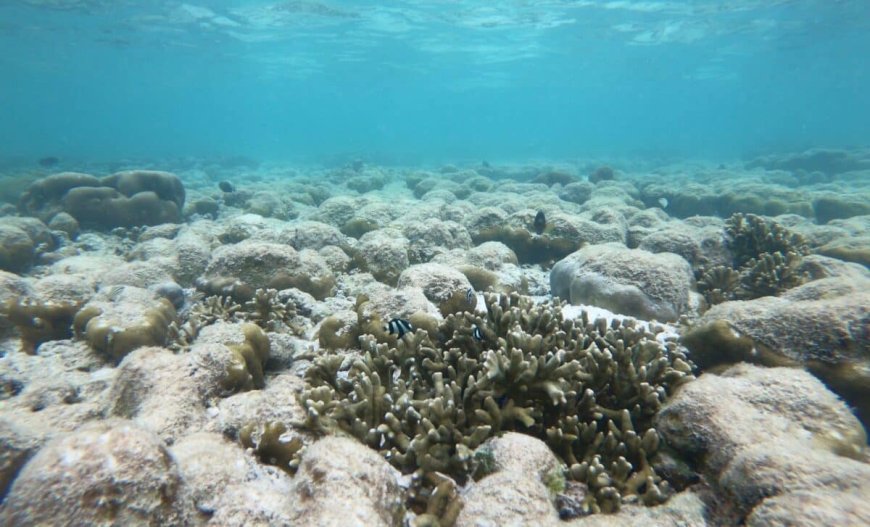 Earth’s Temperature Is Heating Up Twice as Fast as It Did in the Past, and the Effects Are Already Seen