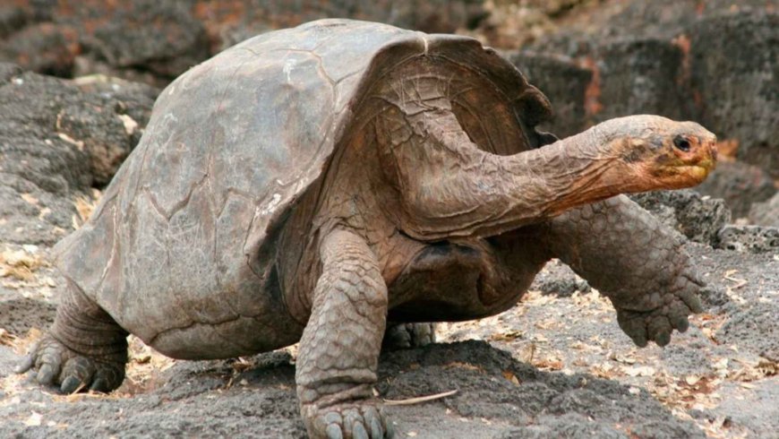 Farewell to a century-old legend: Gramma, the Galapagos tortoise at San Diego Zoo, has died at the age of 141
