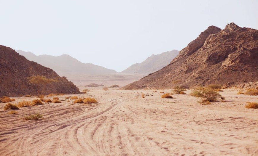 Scientists Stumble Upon Unexpected Creature While Digging in One of Earth’s Driest Places. Here’s What They Uncovered