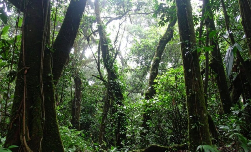 In the Depths of the Rainforest, Scientists Just Found a Living Fossil Without Ears