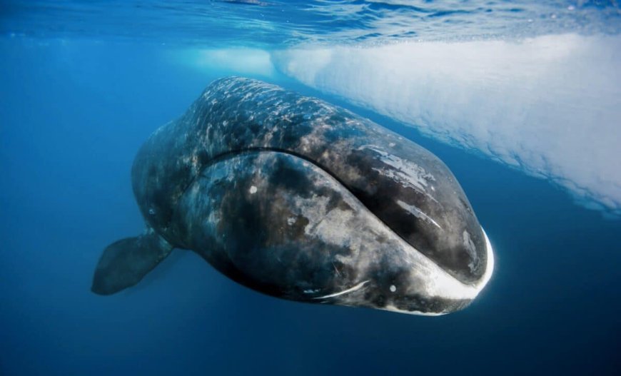 Humans Could Live Up to 200 Years If Scientists Harness a Protein That Repairs DNA Damage