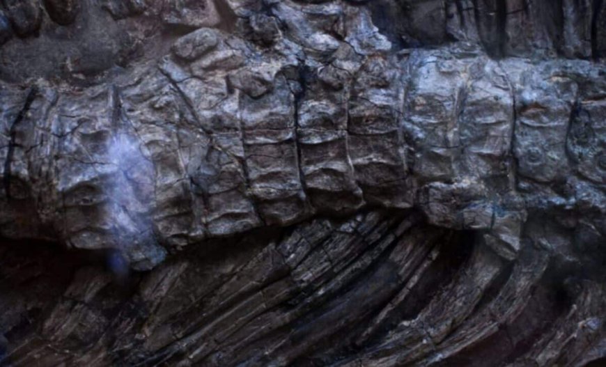 A Massive 92-Foot Dinosaur Buried for 147 Million Years Was Accidentally Unearthed Beneath a Construction Site