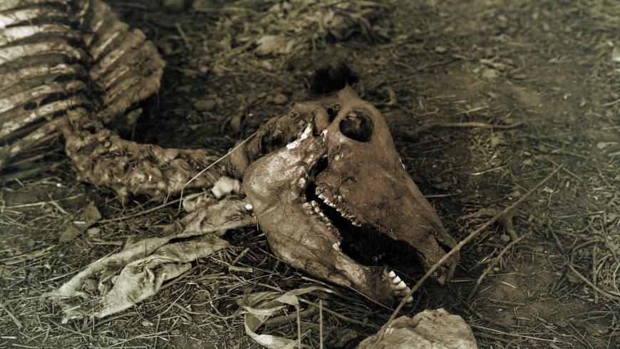 Plague DNA found in a 4,000-year-old sheep is rewriting what scientists thought they knew about humanity’s oldest pandemic