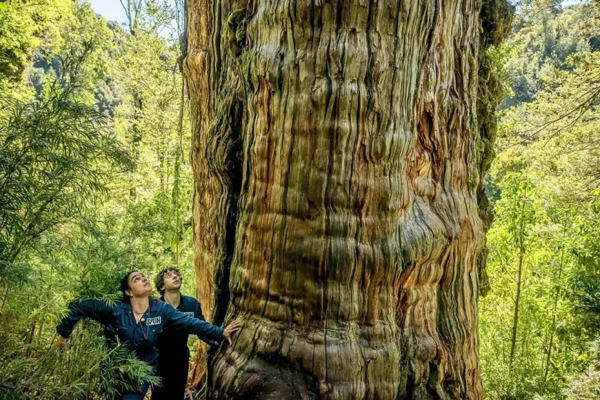Scientists Studied the Soil Beneath a 2,400-Year-Old Tree, What They Found Surprised Even Them