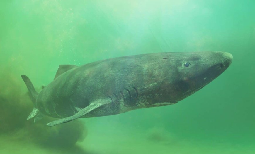 The “392-Year-Old Shark” Story Is Everywhere Online, But Researchers Say Its Age Isn’t What You Think