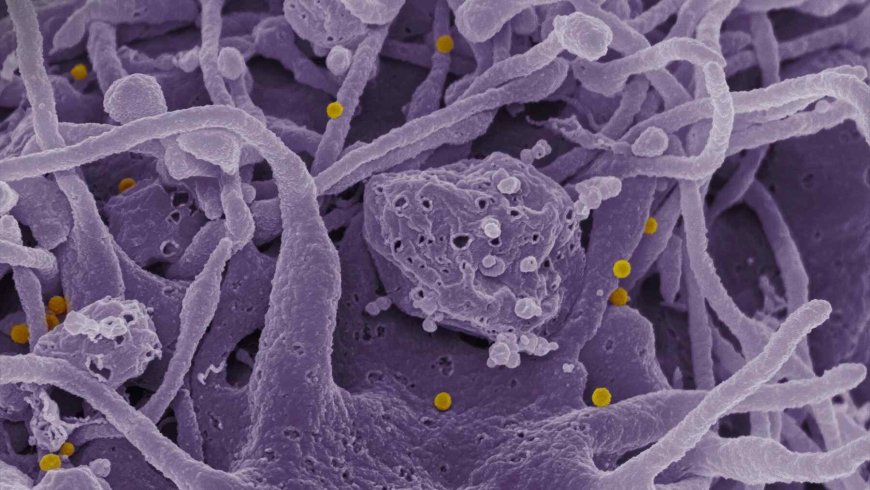 We were told the gut was our second brain — Now doctors say the body may hide a third control center