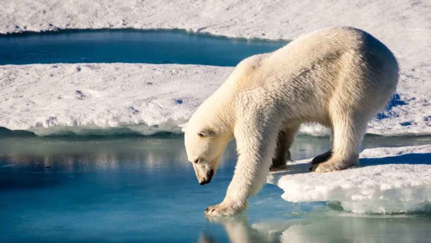 Although Arctic ice is disappearing faster than ever, scientists are discovering that polar bears in Norway are getting fatter and healthier