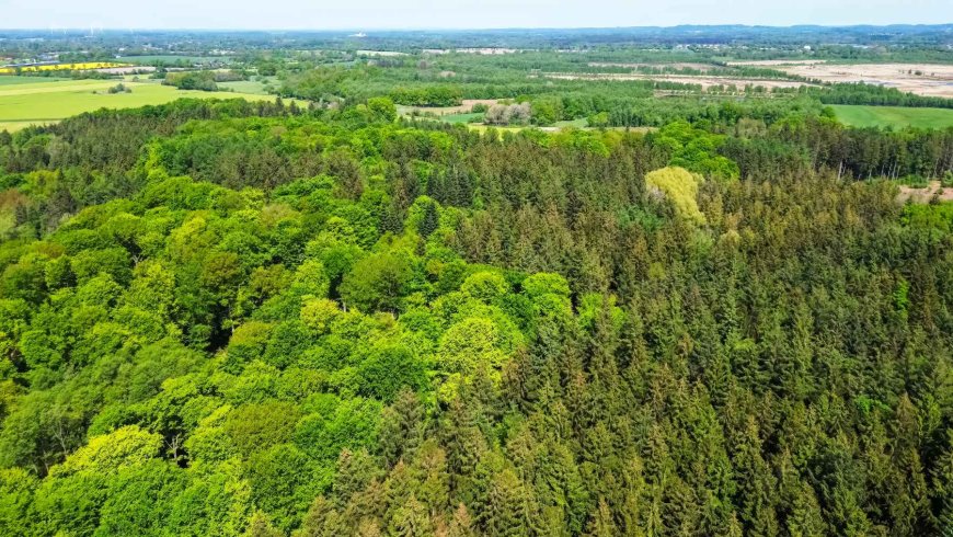Nature responds to climate change in surprising ways, and German forests are proof of this