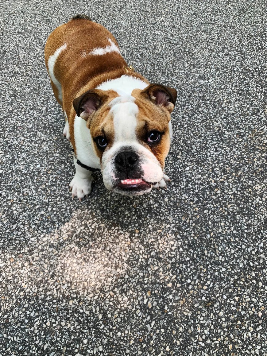 Top Veterinarian Drops Bombshell: ‘Animal Vaccines Are Designed To Euthanize Our Pets’