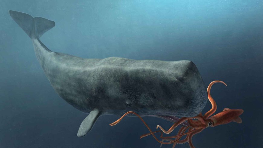 The deep ocean once again looks like something out of a movie, with sperm whales and giant squids locked in an evolutionary “war” that has lasted millions of years, and the scars give it away