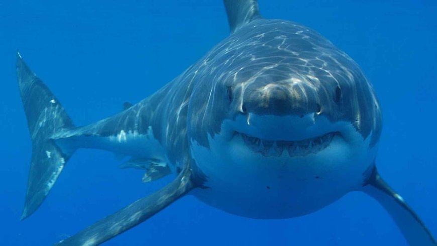 A great white shark has been caught in waters near the Spanish coast: this is the third verified sighting in less than 11 years and reopens the debate about their presence in the Mediterranean