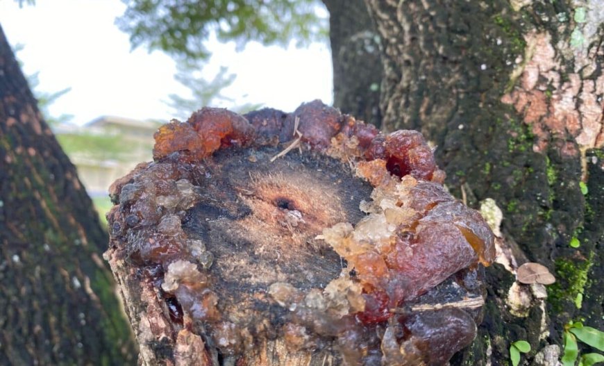 Scientists Discovered a 300-Million-Year-Old Tropical Forest Preserved Under Volcanic Ash in China