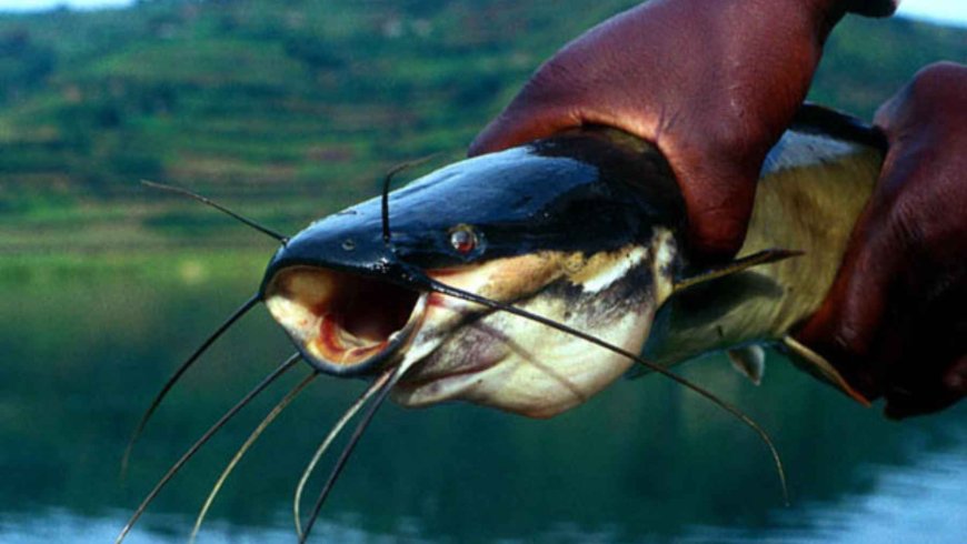 A camera trap records a “group” of fish leaving the water at night to walk on land for almost 20 minutes