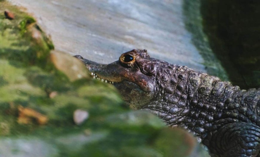 Scientists Find 185-Million-Year-Old Prehistoric Predator Fossil in the UK, and It Seems to Be the Crocodile’s Cousin