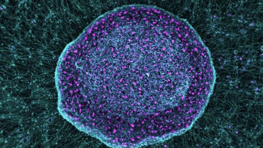 Scientists “hack” the pain signal before it reaches the brain: they create a biological “sponge” called SN101 to eliminate chronic pain at its source