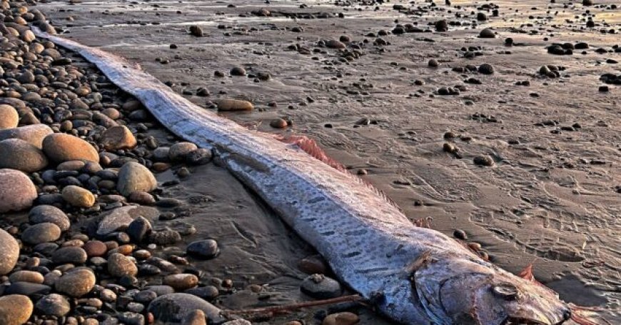 WATCH: Tourists Rescue Two Giant 'Doomsday Fish' from Mexican Beach