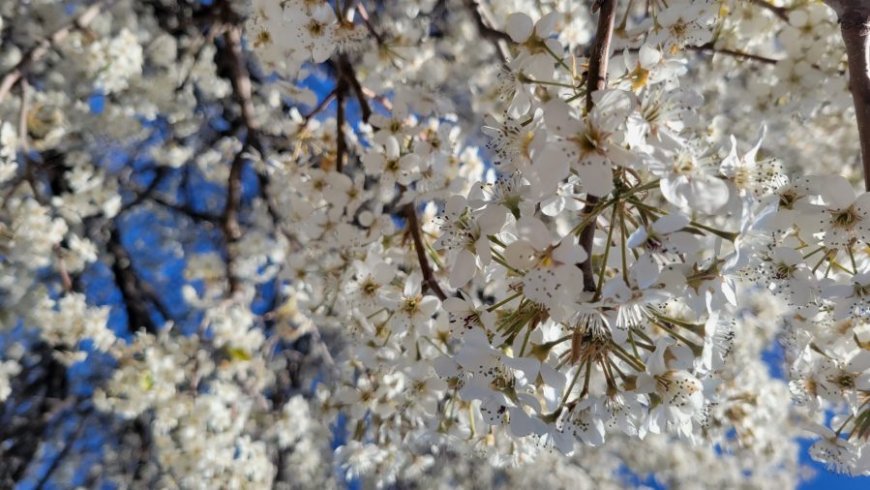 Invasive, stinky Bradford pear buybacks to happen soon in Kansas