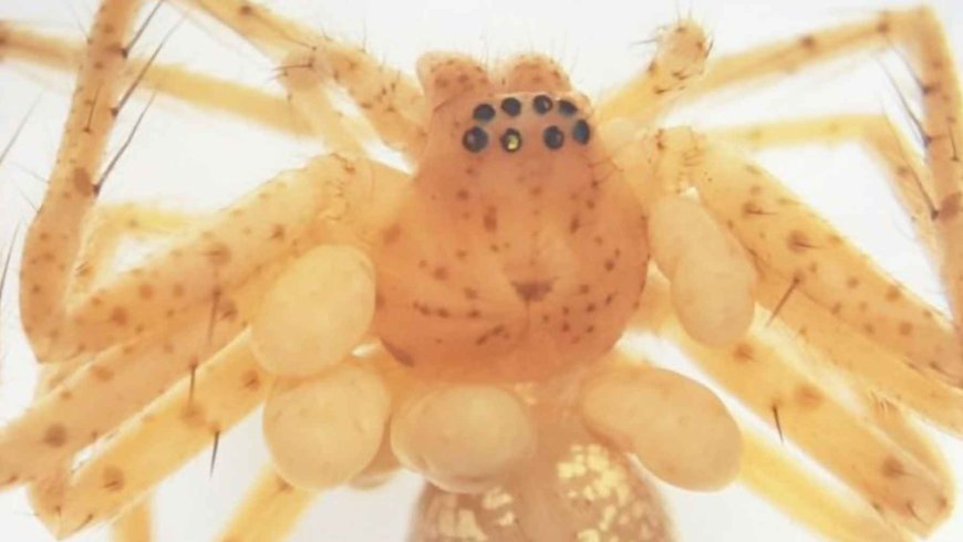 A spider with a “pearl necklace” has been discovered, and the most disturbing thing is that each pearl is a living parasite attached to its body
