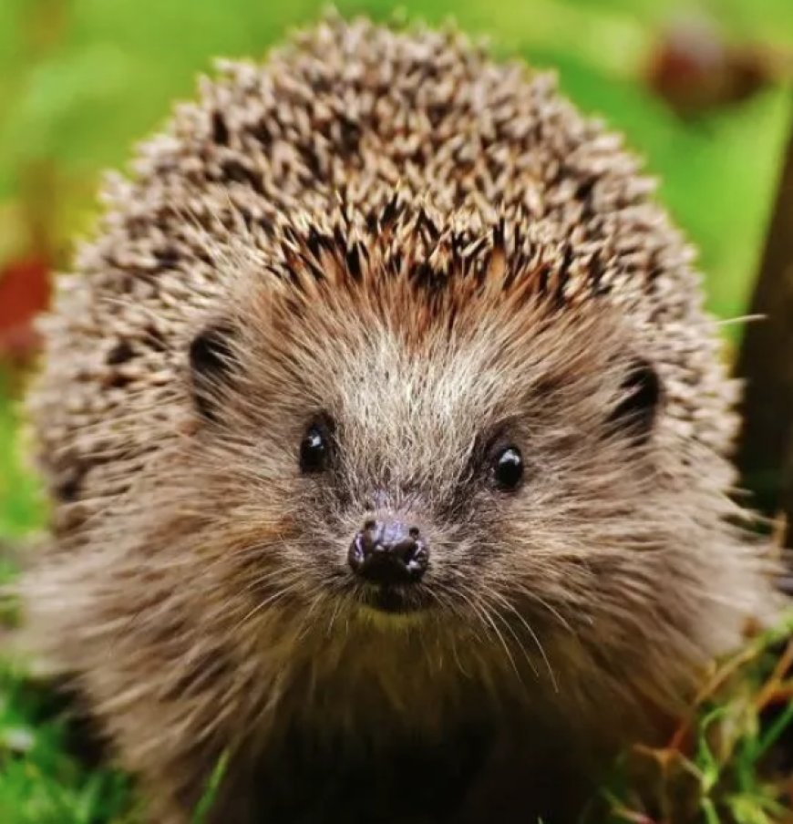 They’re Replacing Winston Churchill With a HEDGEHOG…