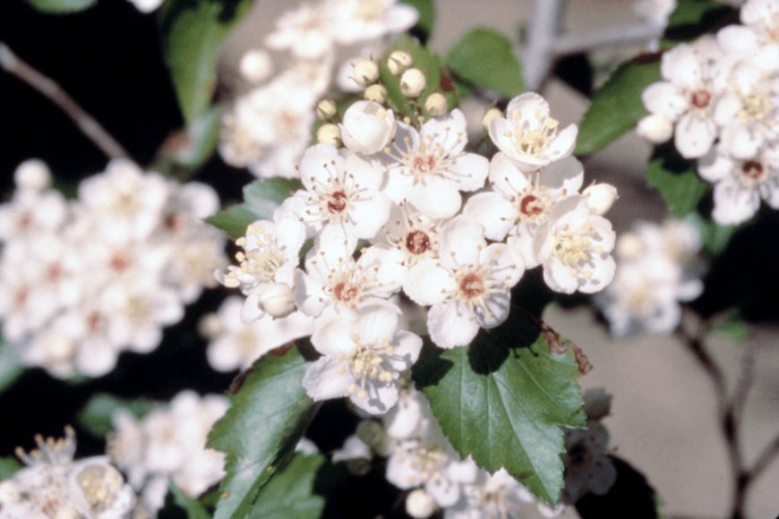 Spring begins with a bang with temperatures in the 80s