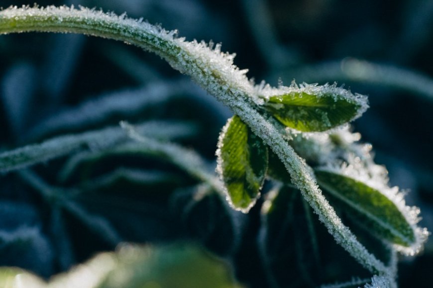 Don't be fooled: Freezes aren't done in the Ozarks