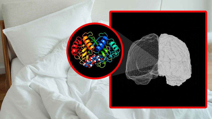 Some people sleep just a few hours and wake up fully energized — Scientists identify a rare mutation affecting only a tiny fraction of the population