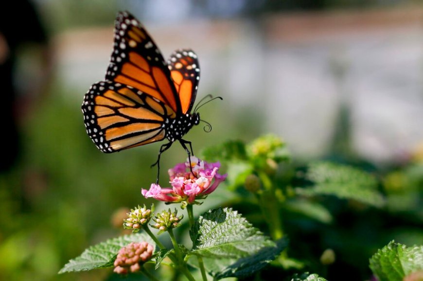 Study: Monarch butterflies remain at-risk of extinction