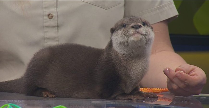 Buttercup the otter pup from Tanganyika is here to brighten your day