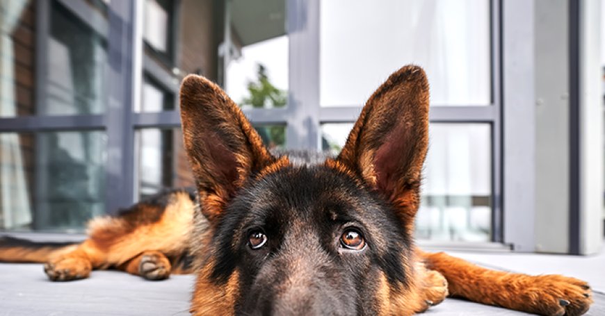 Breitbart Business Digest: The Tariff Inflation Dog That Didn't Bite