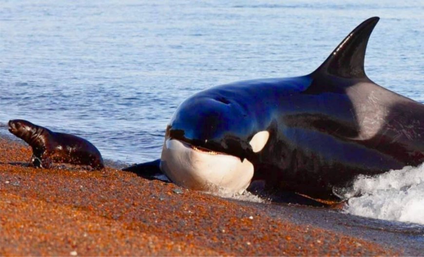 It’s Official: Dolphins and Orcas Have Crossed Evolution’s ‘Point of No Return’ to Live on Land Again
