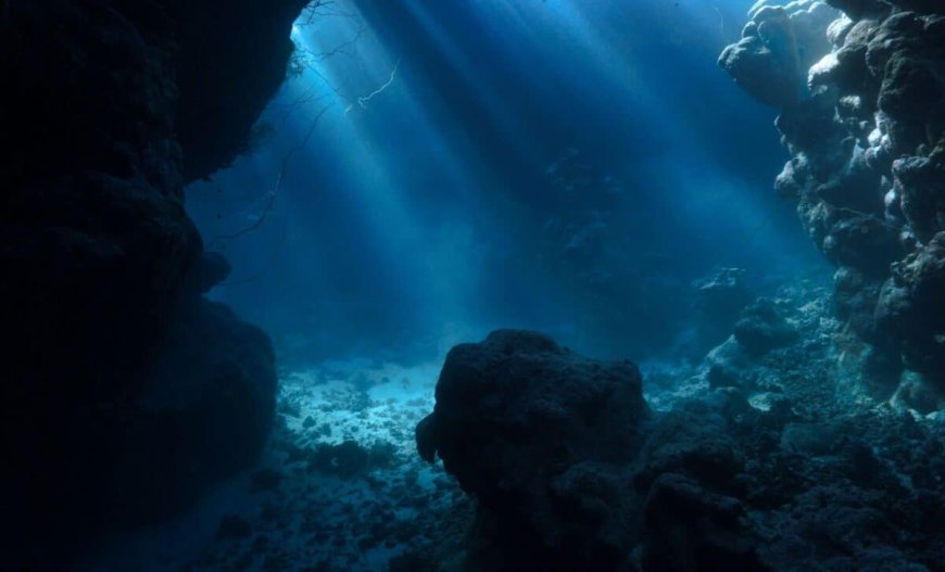 Scientists Expected a Barren Seafloor in This Remote Region of Argentina. Instead, they found 28 Potential New Species