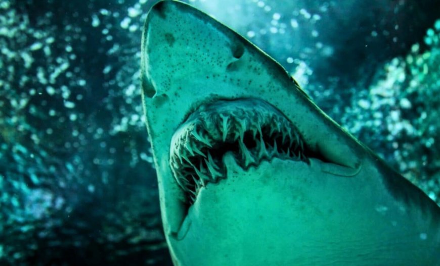 7 Meters Long, with 9-Centimeter Blade-Like Teeth: A Nearly Complete Ancestor of the Great White Shark Has Been Discovered