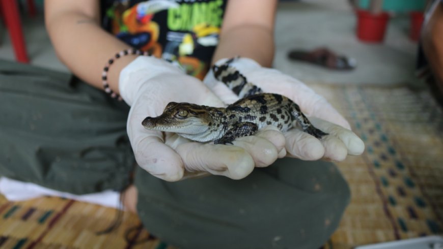 In the quiet wetlands of Laos, a nearly extinct crocodile is making an unlikely comeback thanks to the people who live there