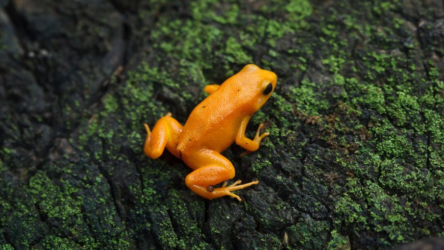 They disappeared without a trace, feared lost forever, and now scientists are risking everything to return Panama’s Golden Frogs to the wild