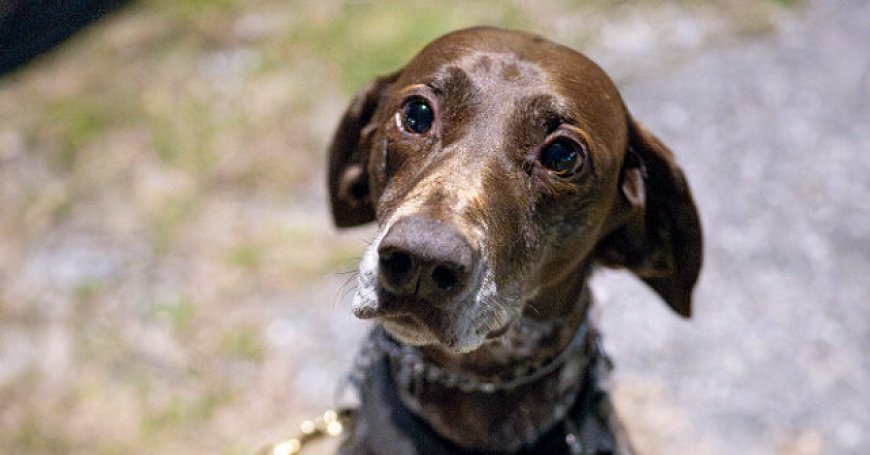 Democrats Vote Against Deporting Migrants Who Harm Animals