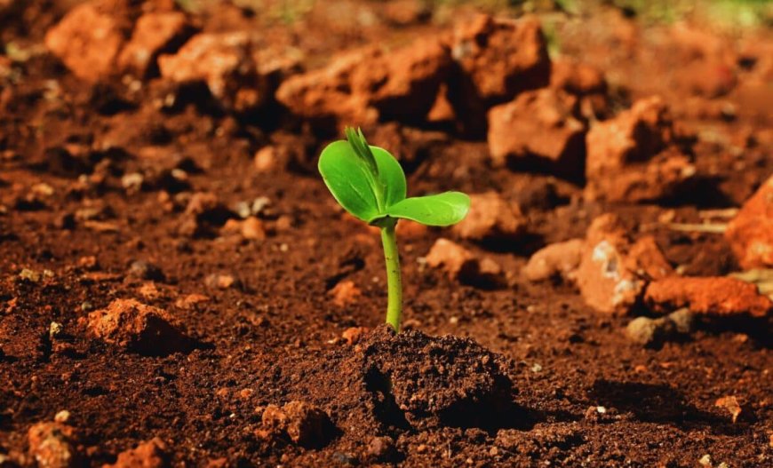 Scientists Have Found a Plant That Can Lose 98% of Its Water and Still Grow on Mars