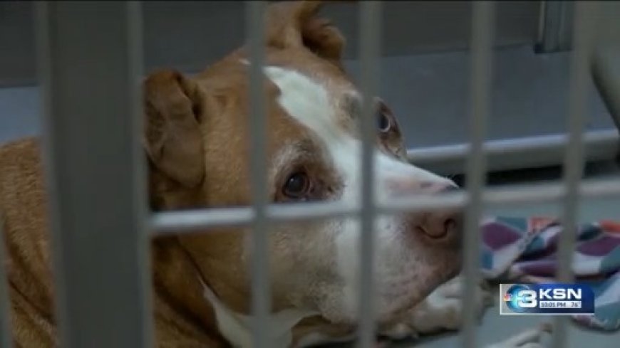 Salina animal shelter passes inspection; locals seek improvements